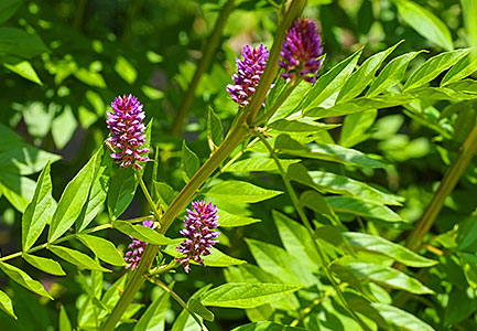 COMMON LICORICE