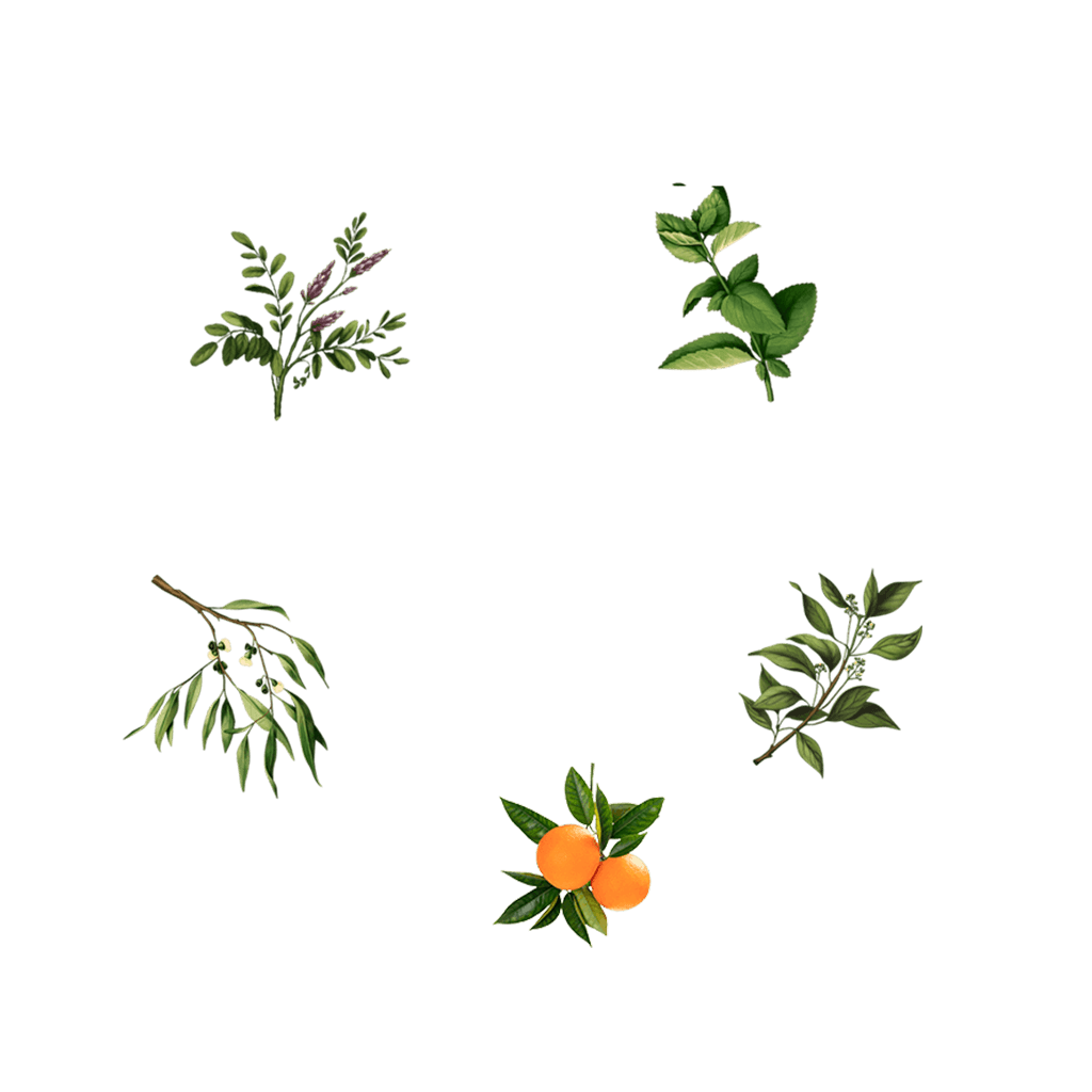 5 actions of plant extracts in the composition of Neotravisil: expectorant, anti-inflammatory, analgesic, antiseptic and antispasmodic - help to comprehensively fight cough.