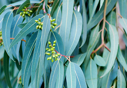 EUCALYPTUS GLOBULAR