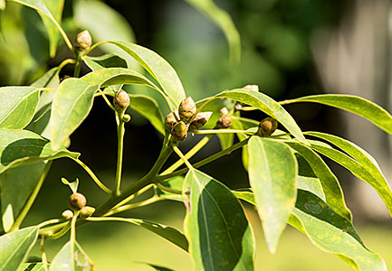 CAMPHOR CINNAMON